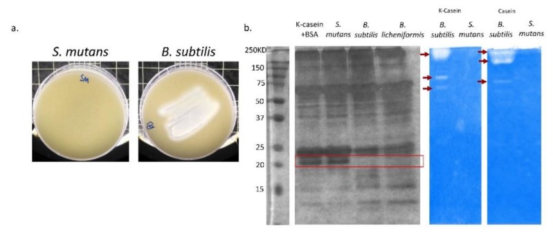 Figure 5