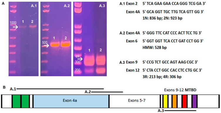 Figure 2