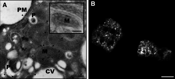 Fig. 3