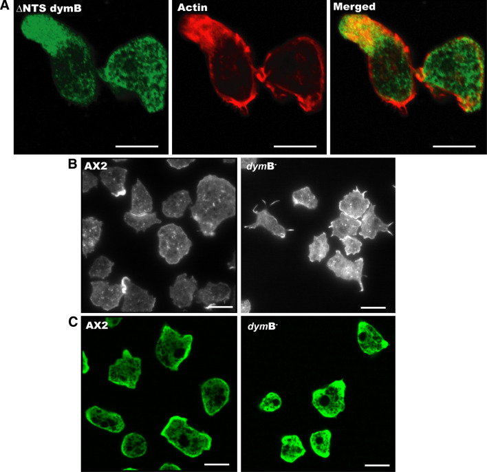 Fig. 8