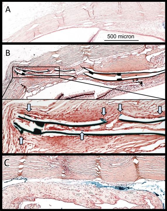 Figure 8