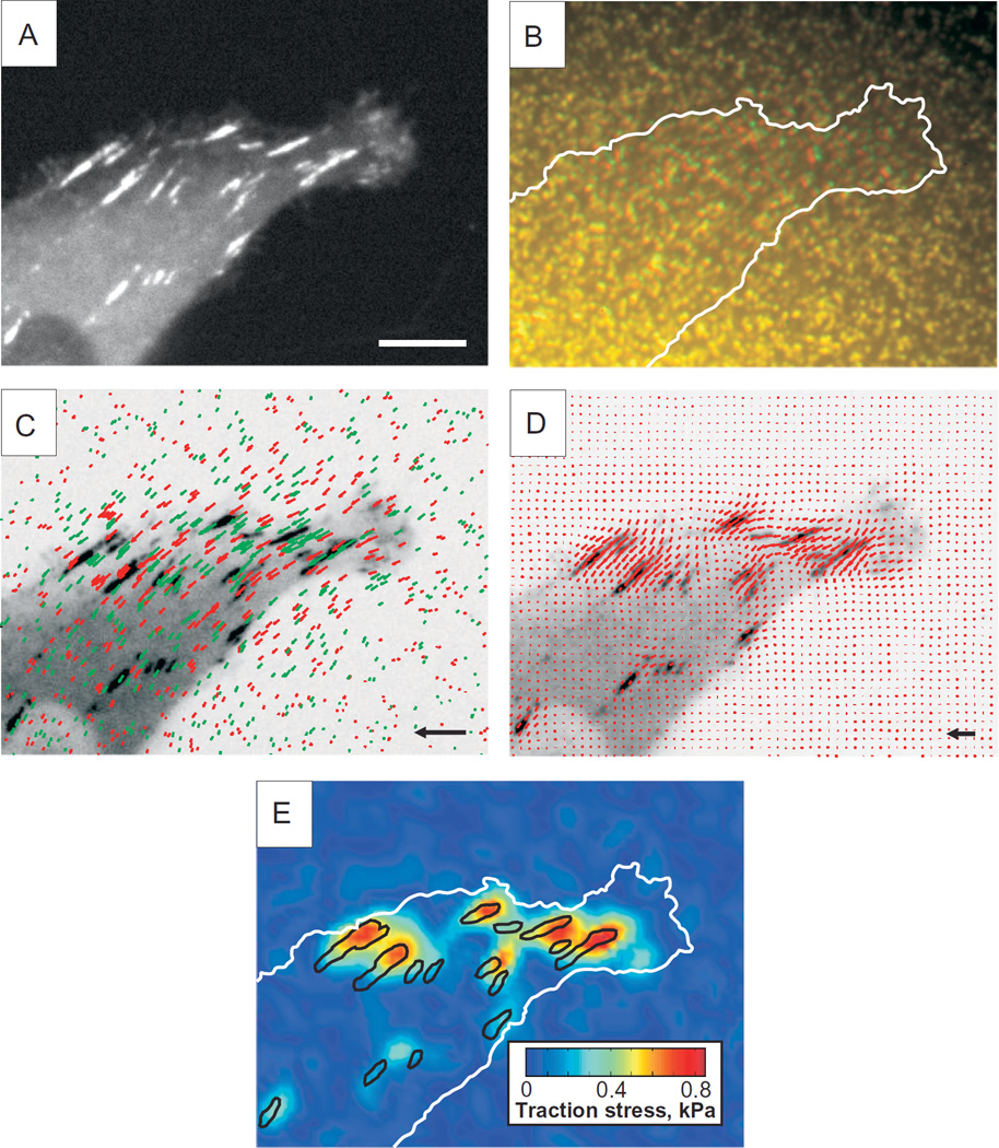 FIGURE 20.4