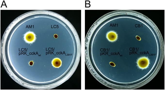 FIG 1