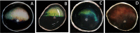 Fig. 2.