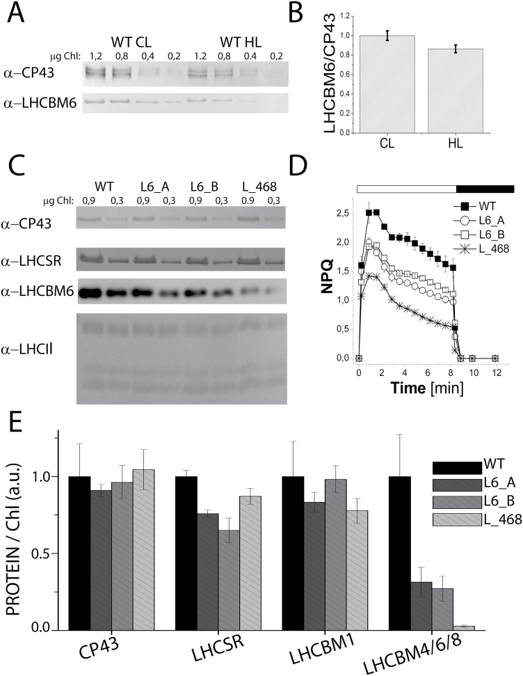 Fig. 8.