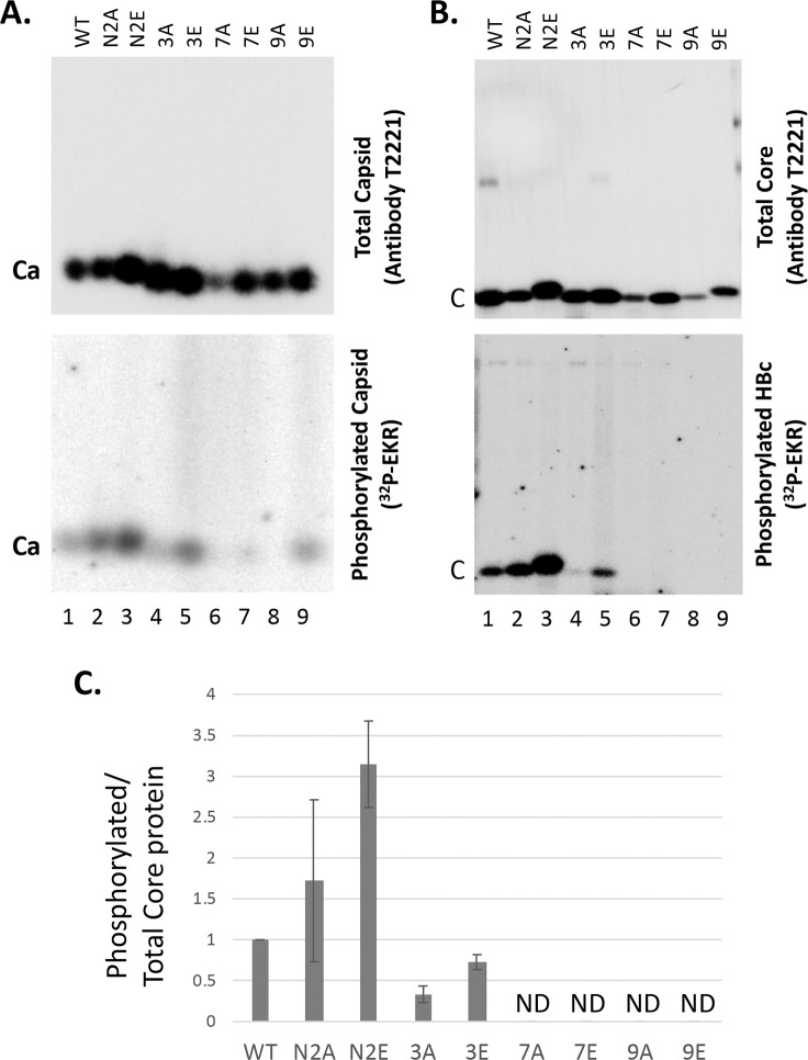 Fig 6