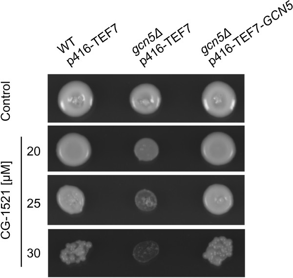 Figure 5