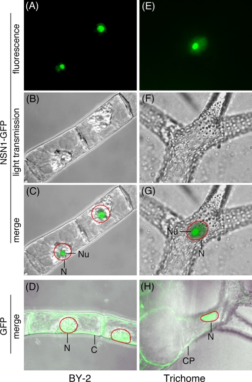 FIGURE 4: