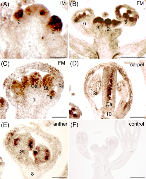 FIGURE 5: