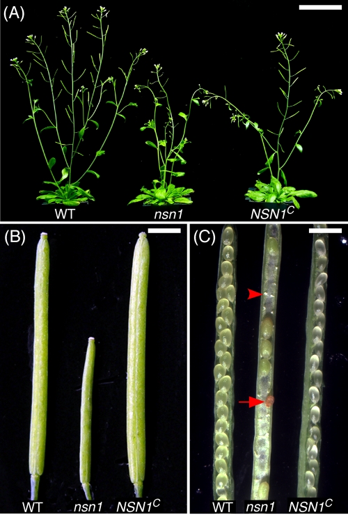 FIGURE 3: