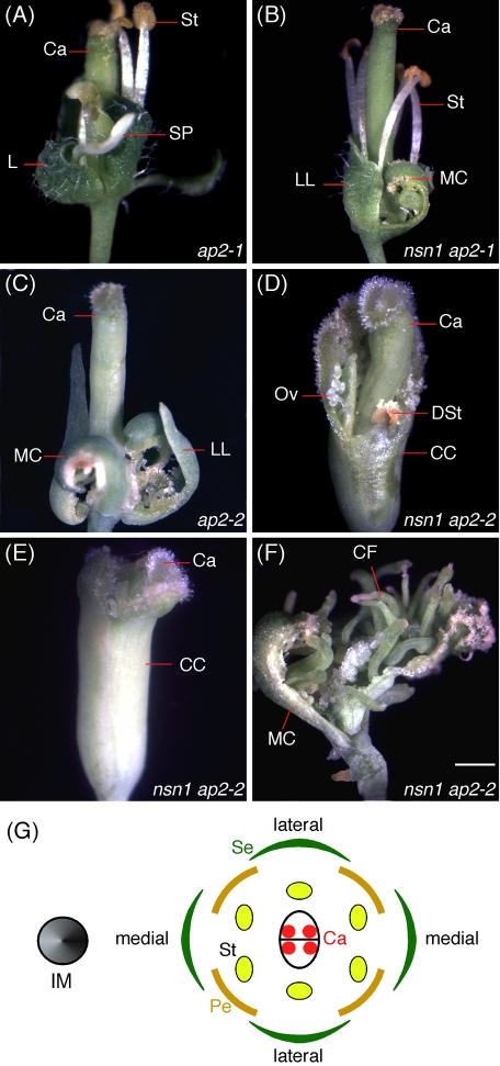 FIGURE 7: