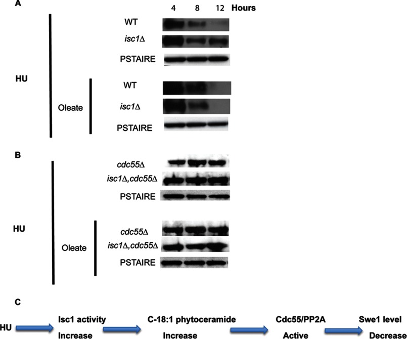 FIGURE 11.