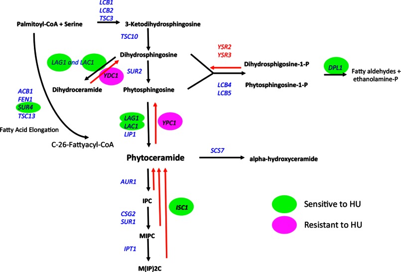 FIGURE 3.