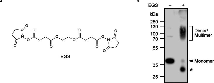 Figure 9