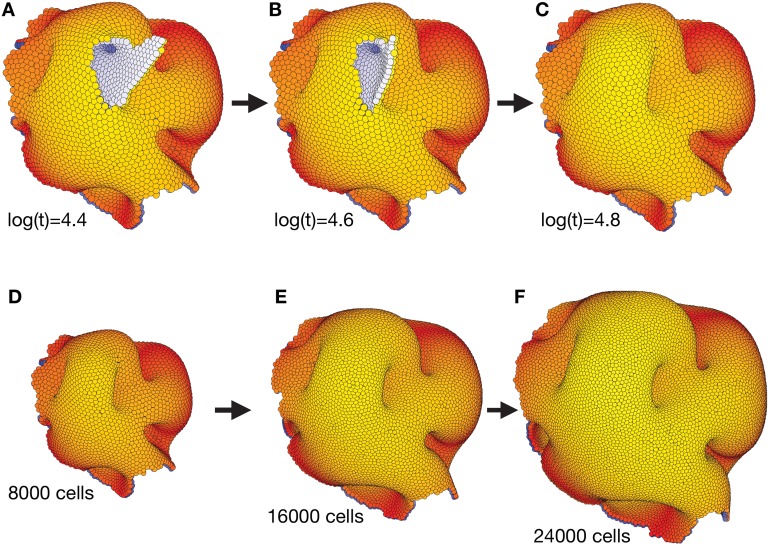 Figure 3—figure supplement 2.