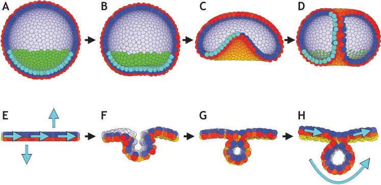 Figure 7—figure supplement 1.