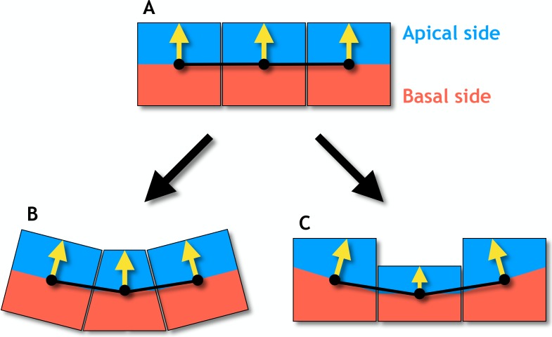 Figure 2—figure supplement 2.