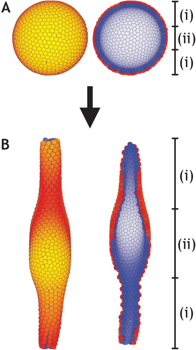 Figure 6—figure supplement 2.