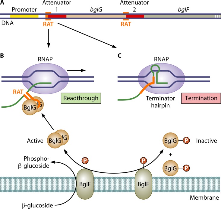 FIG 3