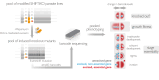 Graphical Abstract