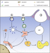 Fig. 2