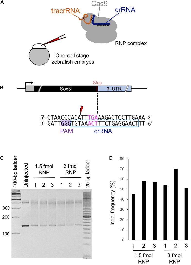 FIGURE 2