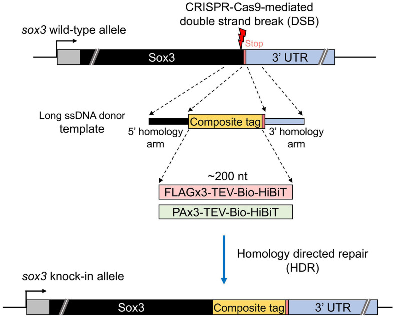 FIGURE 1