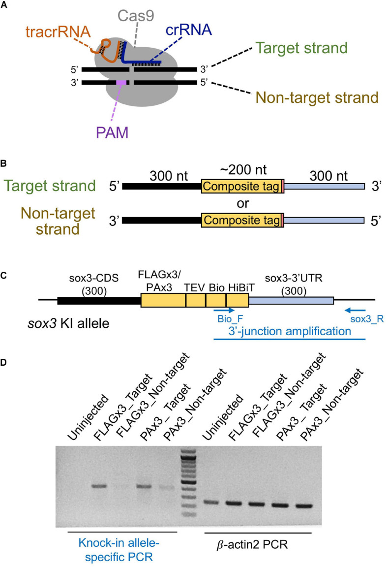 FIGURE 3