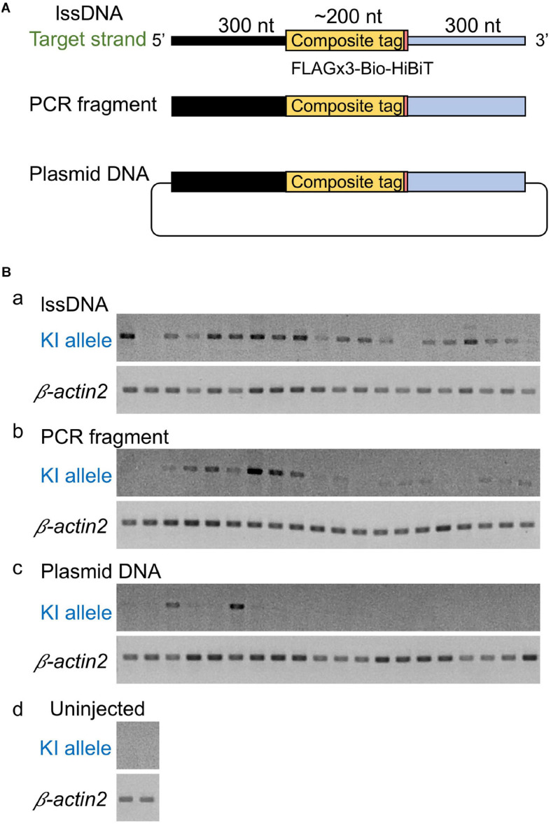 FIGURE 4