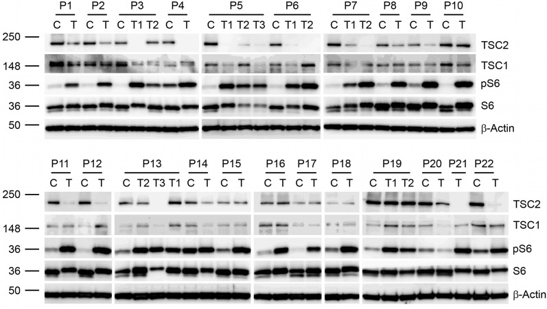 Figure 1.