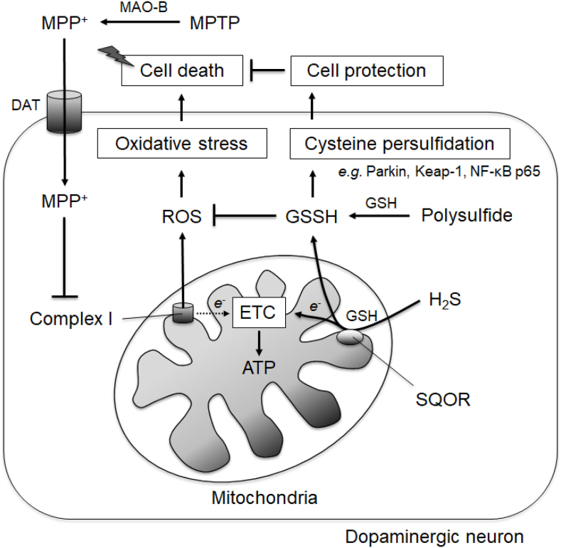 Fig. 15