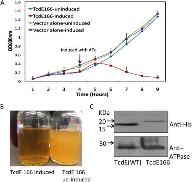 FIG 6