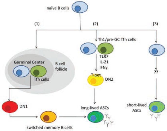 Figure 1.