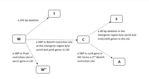 Fig 7