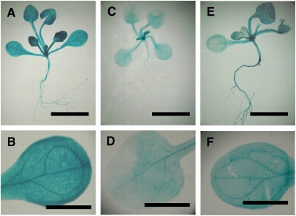 Figure 7.