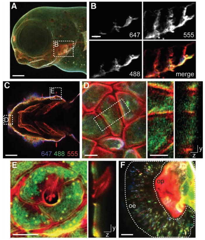 Fig. 4