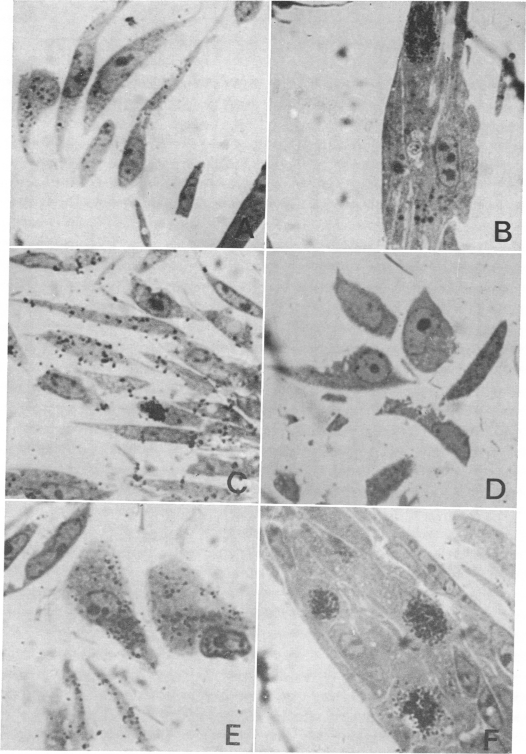 graphic file with name pnas00083-0186-a.jpg