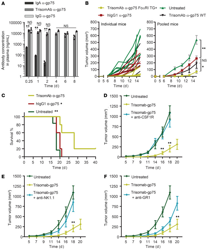 Augmented antibody-based anticancer therapeutics boost neutrophil ...