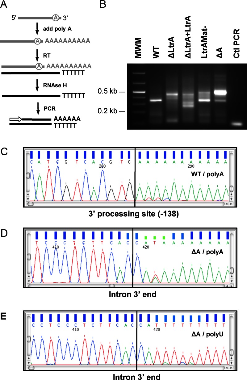 Figure 5.