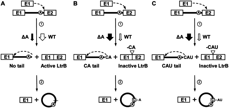 Figure 7.