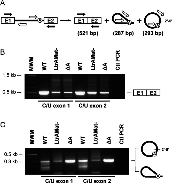 Figure 3.