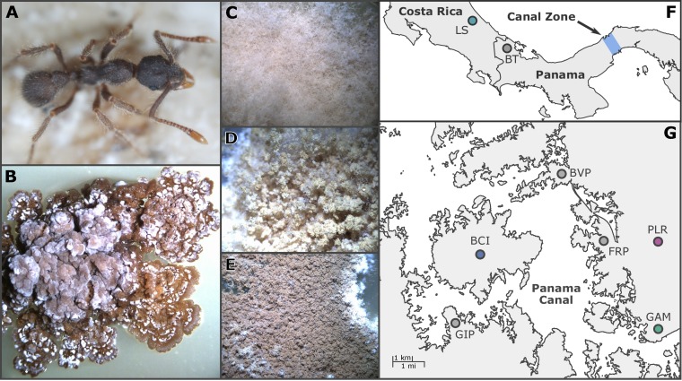 FIG 1