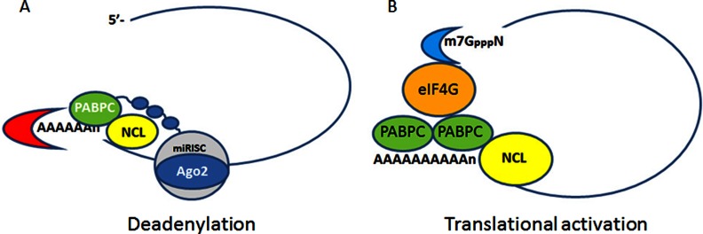 Fig. 9.