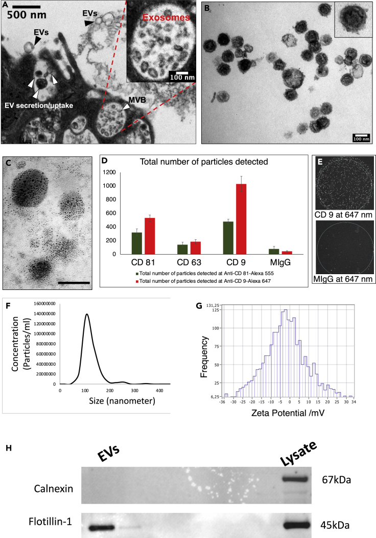 Figure 2