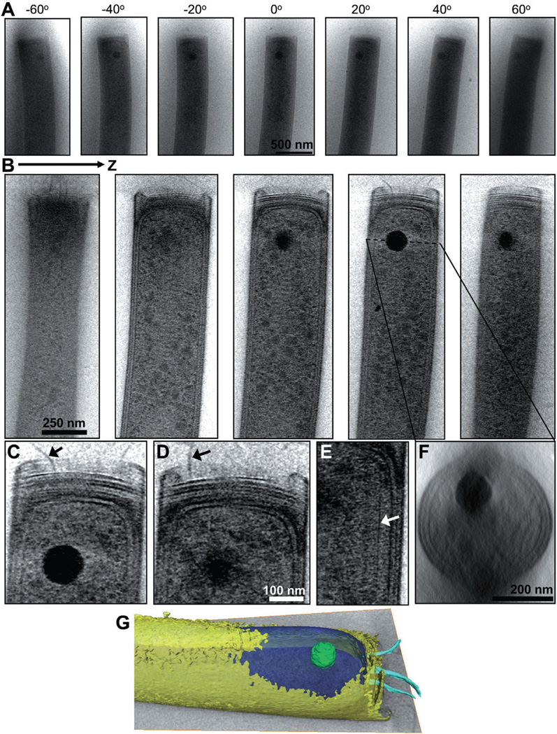 Fig. 5