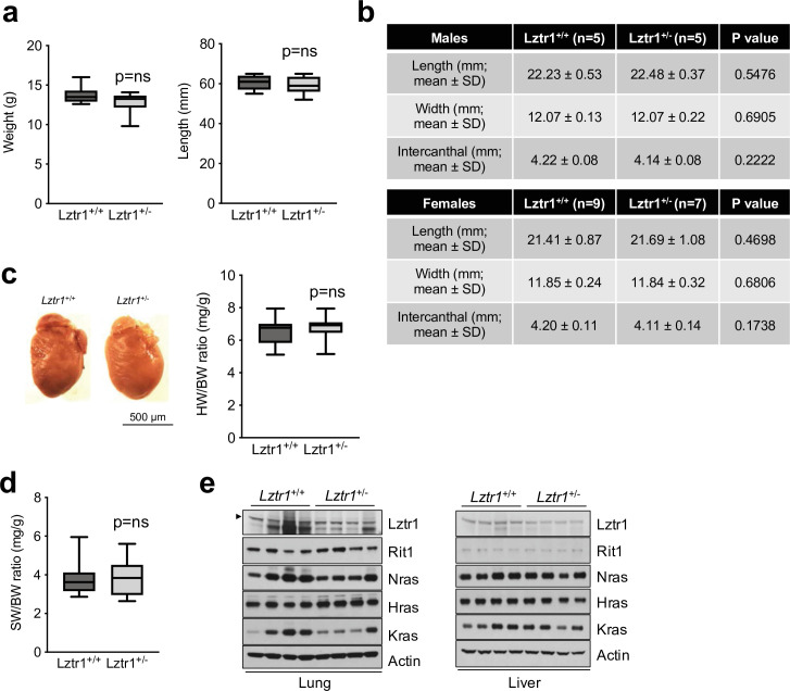 Figure 3—figure supplement 1.