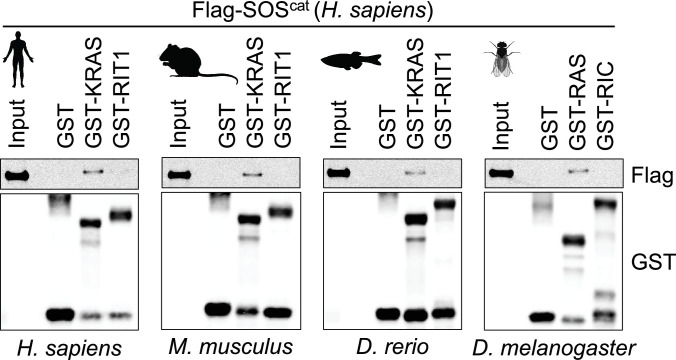 Figure 1—figure supplement 1.