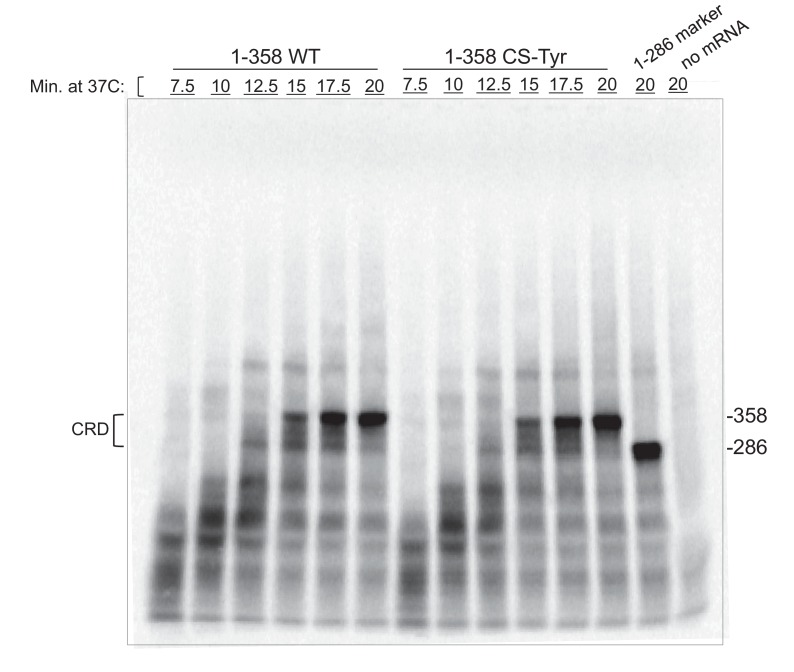 Figure 6—figure supplement 1.