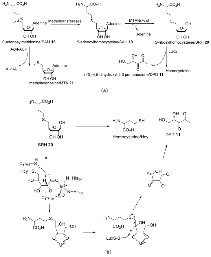 Scheme 1