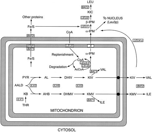 FIG. 1.